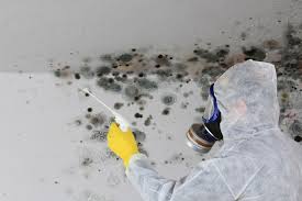 Why You Should Choose Our Mold Remediation Services in Colton, CA